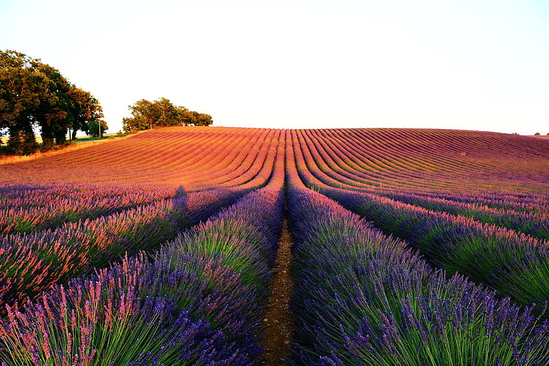 Lavender Light, flower, lavender, sunset, purple, HD wallpaper | Peakpx