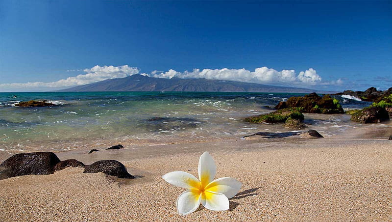 Plumeria Frangipani Melia Tropical Flower on Hawaiian Beach Polynesia Paradise Island Sea Ocean, polynesia, rocks, White, plumeria, volcano, sea, atoll, beach, lagoon, sand, melia, maui, polynesian, blue, exotic, islands, ocean, hawaii, sky, frangipani, paradise, island, tropical, hawaiian, HD wallpaper