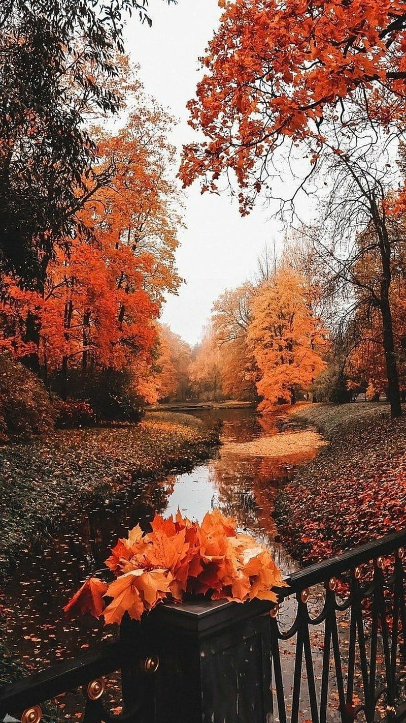Fall, autumn, central, garden, japan, park, red, HD phone wallpaper