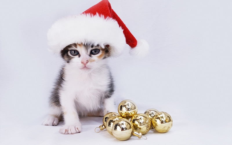 Christmas kitten, red, craciun, christmas, golden, bell, cat, animal, sweet, hat, cute, santa, kitten, HD wallpaper