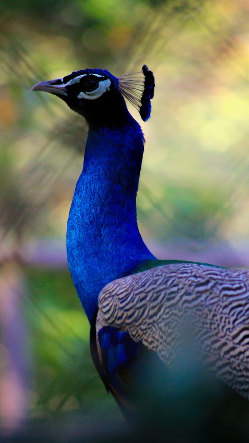 Peacock, bird, birds, blue, pheasants, HD phone wallpaper