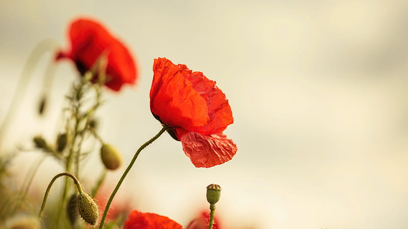 red poppy, buds, blurry background, Flowers, HD wallpaper