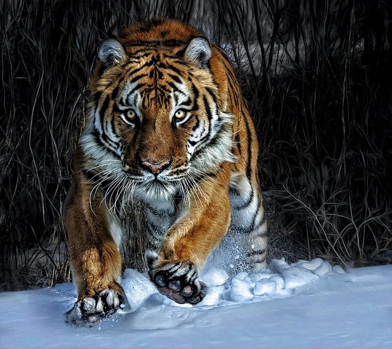 Wild Tiger, HD wallpaper | Peakpx