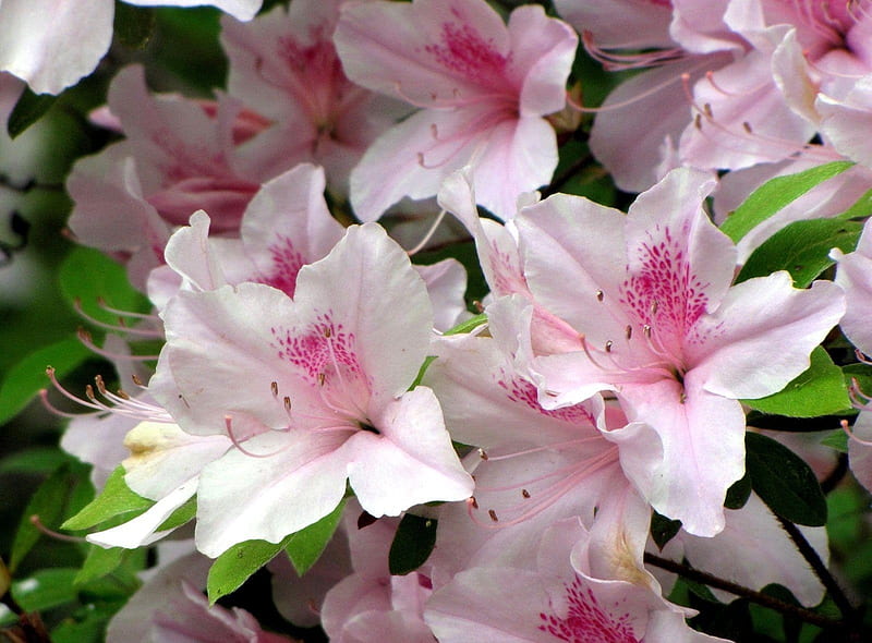 Azaleas Close Up, natute, beauty, flower, azaleas, pink, white, HD wallpaper