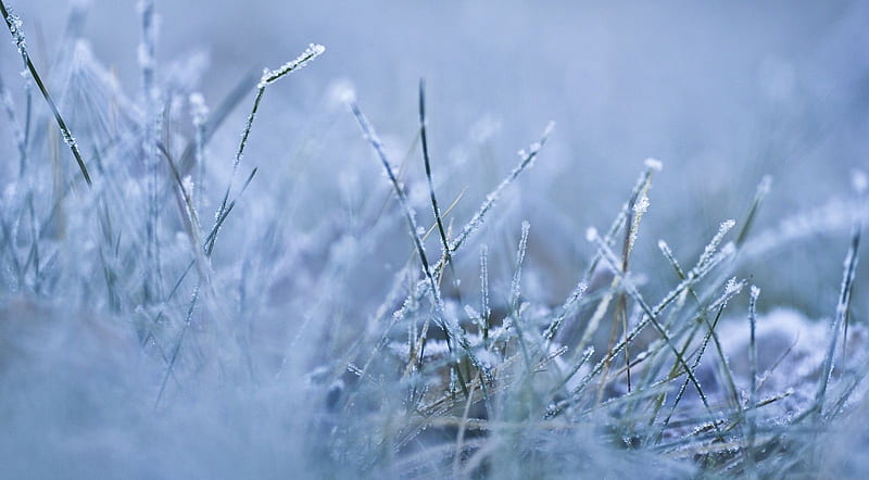 Morning chill, grass, nature, frozen, abstract, seasons, frost, winter, frosty, graphy, HD wallpaper