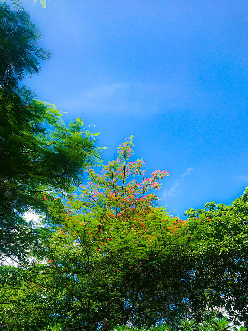 Blue Sky and Tree, blue sky, flower, indonesia, red flower, sahal, sky,  summer, HD phone wallpaper | Peakpx