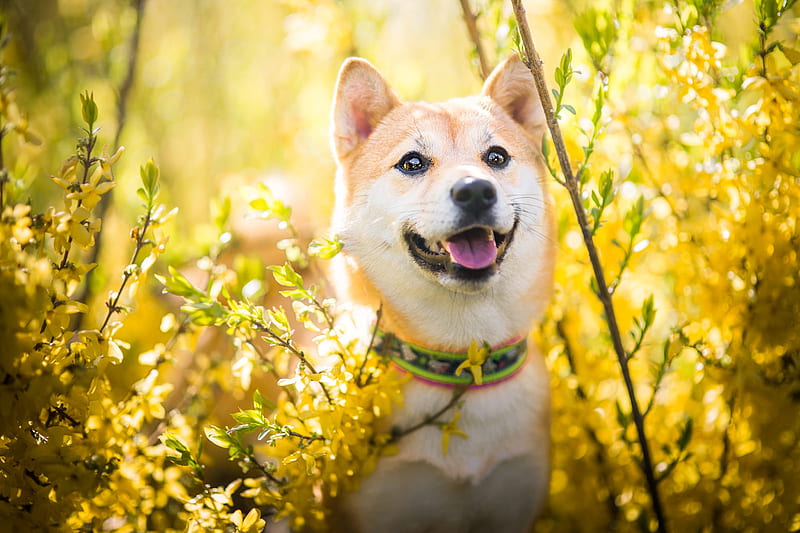 Shiba Inu, ginger young dog, pets, dogs, puppy, japanese dog, HD wallpaper  | Peakpx