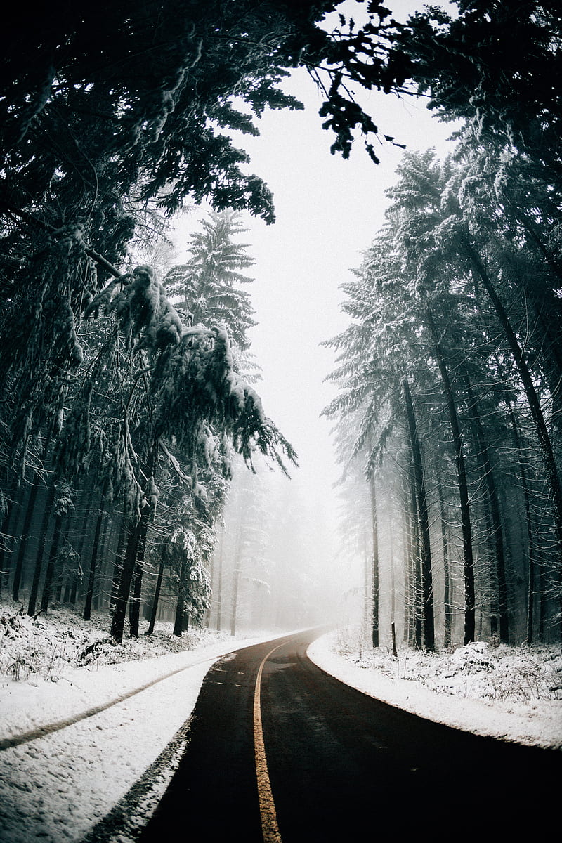 road, fog, winter, trees, turn, asphalt, HD phone wallpaper