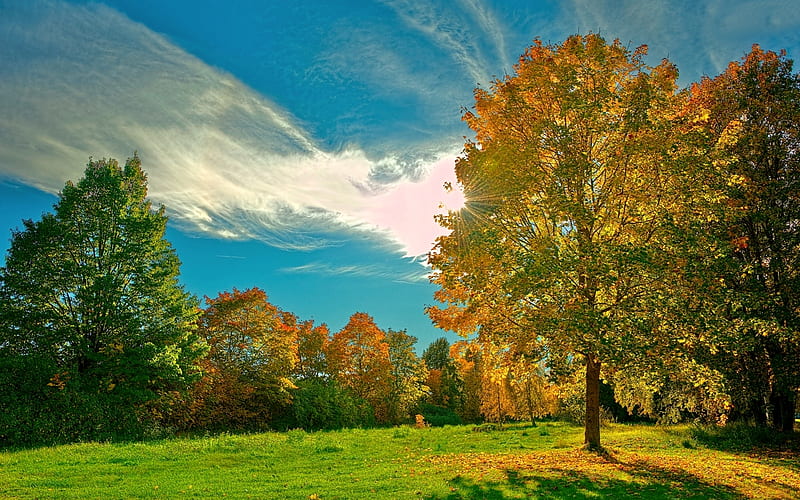 Sunny Autumn Day, Tree, Meadow, Autumn, Nature, HD wallpaper