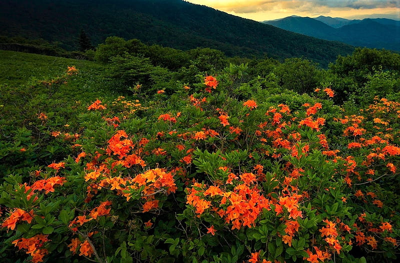 Appalachian Mountains, flowers, America, North Carolina, mountains, HD wallpaper