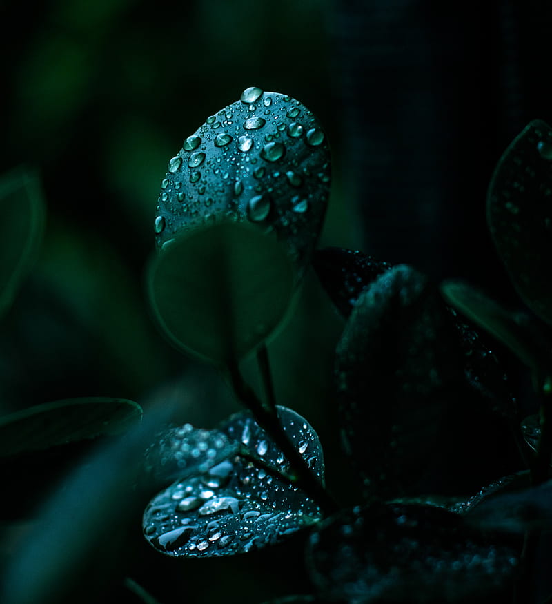 leaves, drops, water, wet, macro, HD phone wallpaper