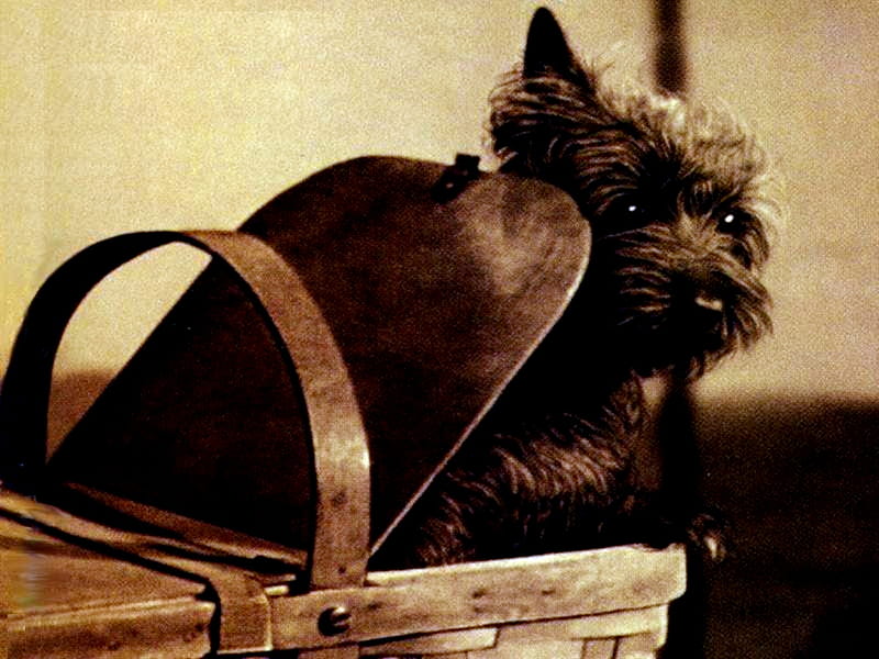 Toto In Wizard Of Oz, Dog, Wizard Of Oz, Movie, Animals, HD wallpaper