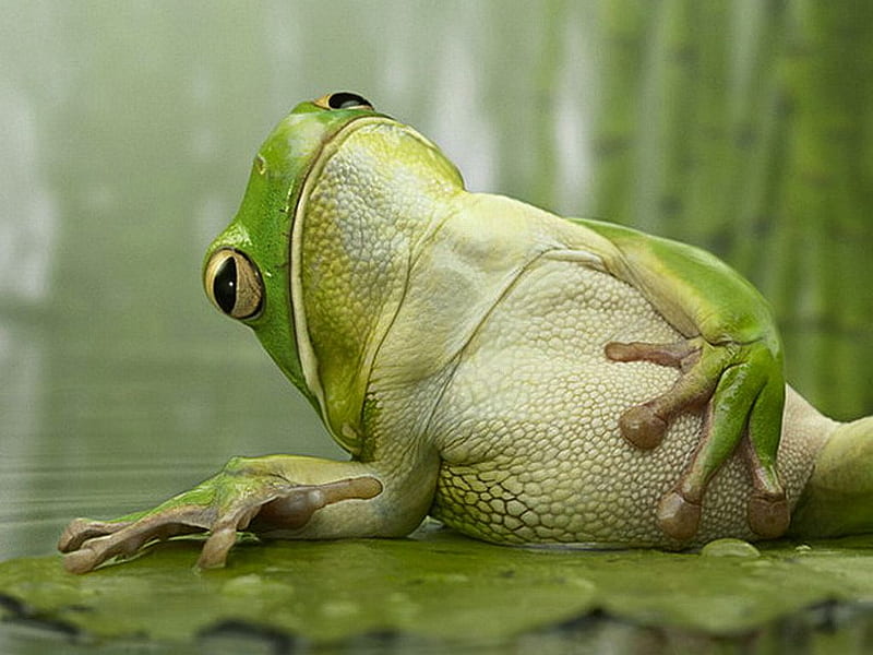 Funny Frog, frog, cool, funny, HD wallpaper