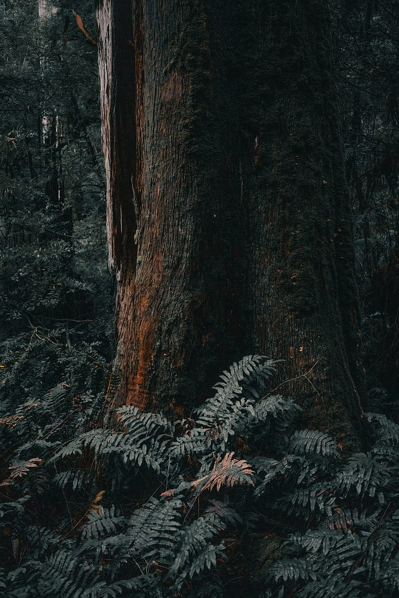 tree, trunk, fern, forest, nature, HD phone wallpaper