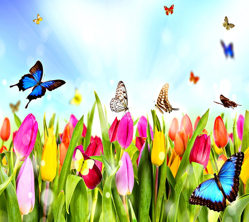 Spring Butterflies, flowers, tulips, HD wallpaper | Peakpx