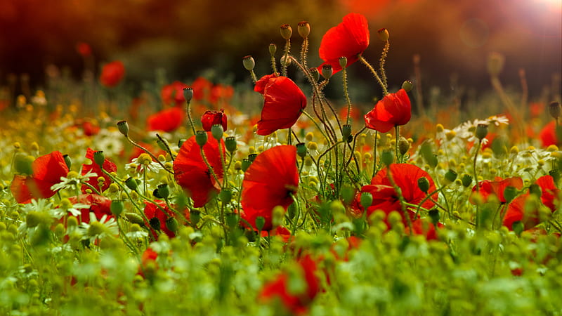 Poppies Field, red, pretty, grass, poppies, bonito, splendor, flowers field, green, flowers, beauty, blooms, poppy, lovely, colors, spring, red flowers, gardens, peaceful, field of poppies, nature, HD wallpaper