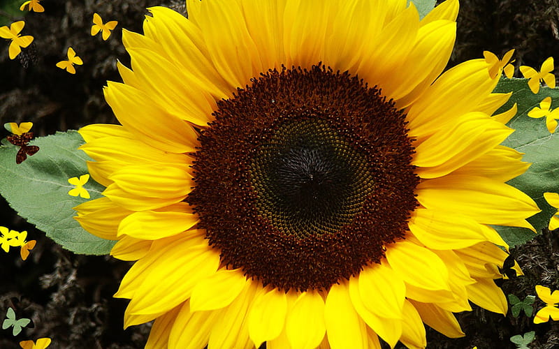 Bold Sunflower, seeds, leaves, large, flower, yellow, nature, sunflower, petals, HD wallpaper