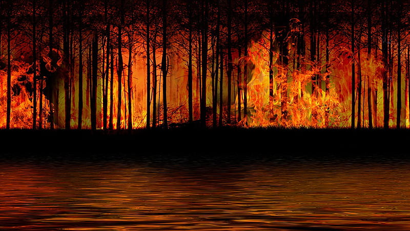 Forest Fire, fire, forest, woods, Firefox theme, trees, danger, HD wallpaper