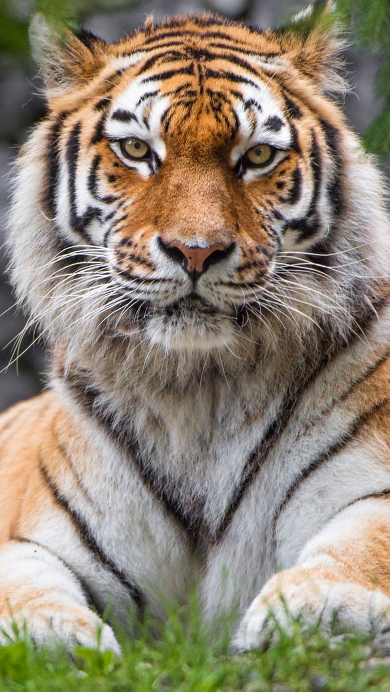 Animals-Siberian Tiger , animals, siberian tiger, HD phone wallpaper
