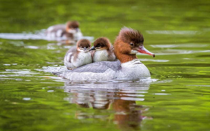Duck Family, mother, ducks, family, ducklings, HD wallpaper