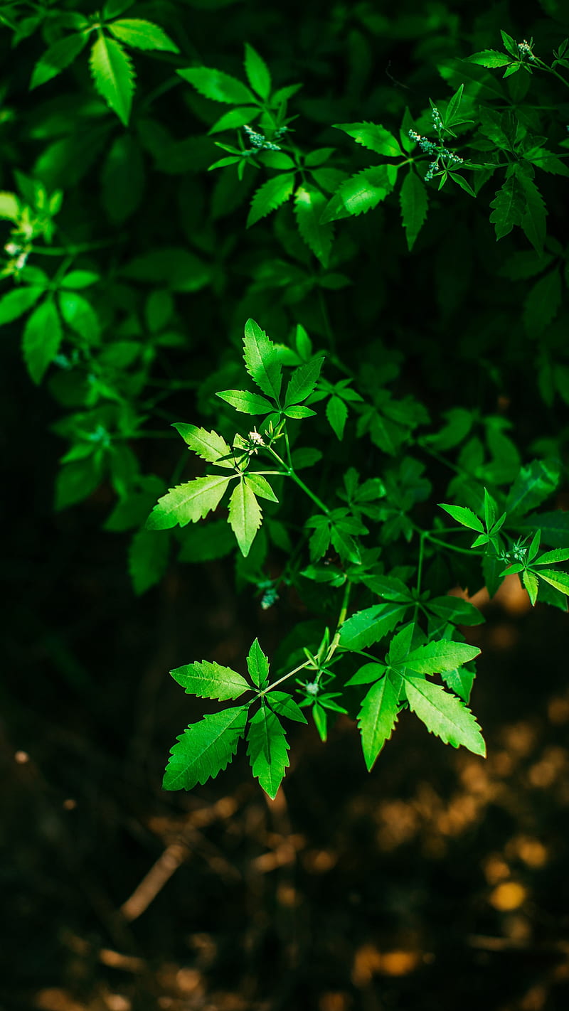 Green Leaves, macro, nature, plant, HD phone wallpaper