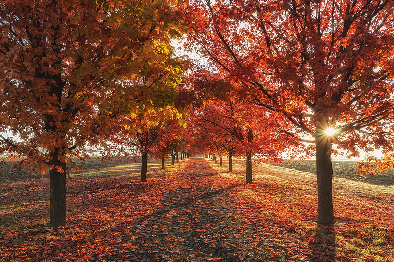 Autumn Fall Season Trees , autumn, trees, nature, HD wallpaper