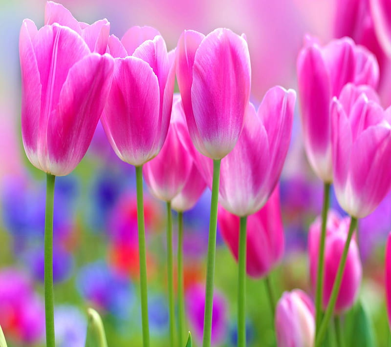 Pink Tulips, good, look, HD wallpaper | Peakpx