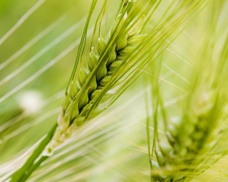 FIELD OF GREEN WHEAT, wheat, wind, spring, seeds, green, grasses, stark, nature, weeds, field, HD wallpaper