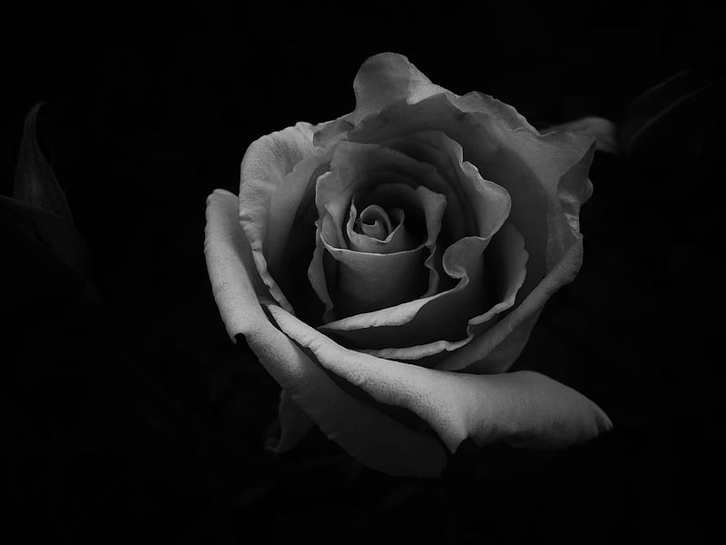 Rose, black, blue, darkness, flowers, mel, roses, white, HD wallpaper ...