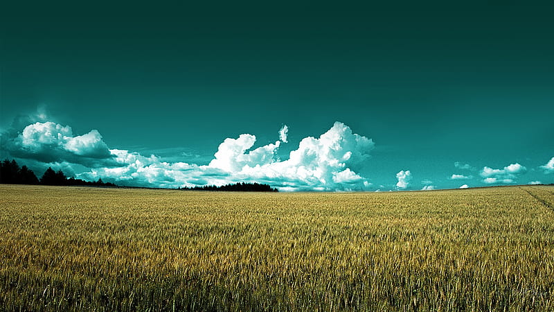 Crop Field, grass, wheat, crop, firefox persona, country, sky, clouds, farm, oats, HD wallpaper