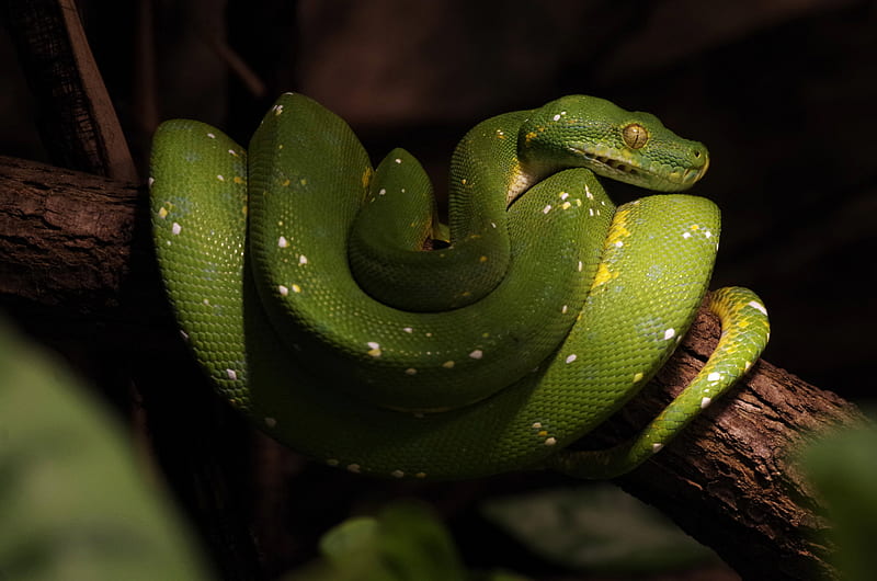 Reptiles, Python, Snake, Wildlife, HD wallpaper