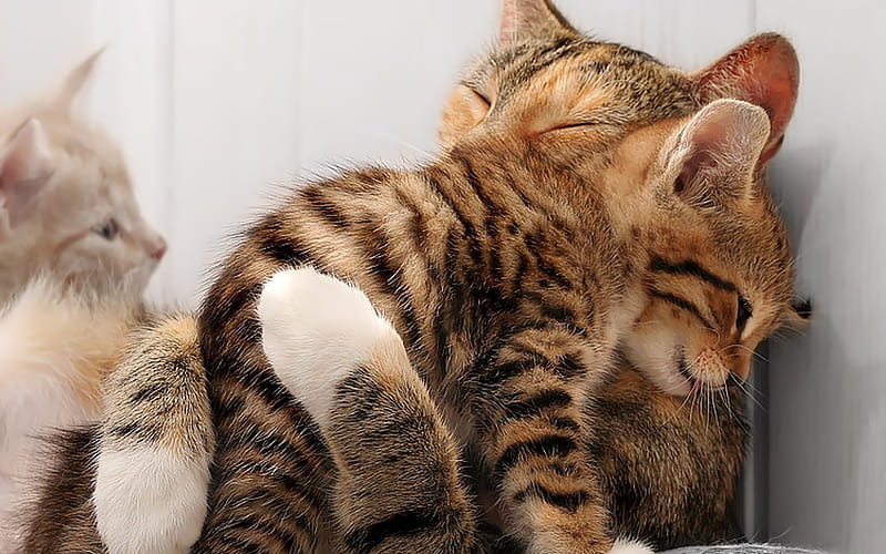 Nestled in her arms and kitten cat, HD wallpaper