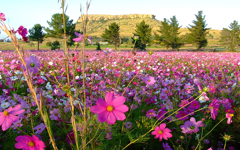 Wild cosmos, wild flowers, flowers, fields, cosmos, pink, landscape, HD wallpaper