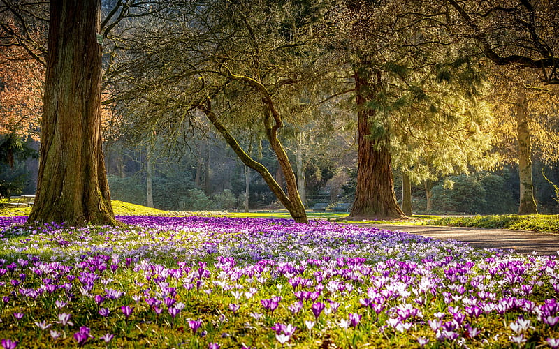 spring, park, crocuses, purple spring flowers, wildflowers, purple crocuses, HD wallpaper