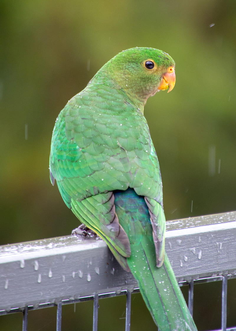 amazon, parrot, bird, rain, drops, HD phone wallpaper