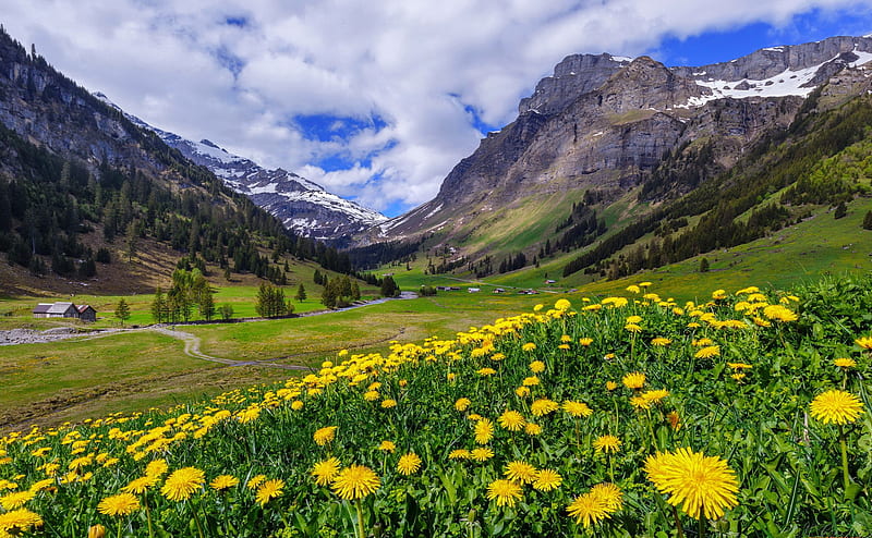Mountainscape, mountain, view, wildflowers, bonito, sky, meadow, HD wallpaper