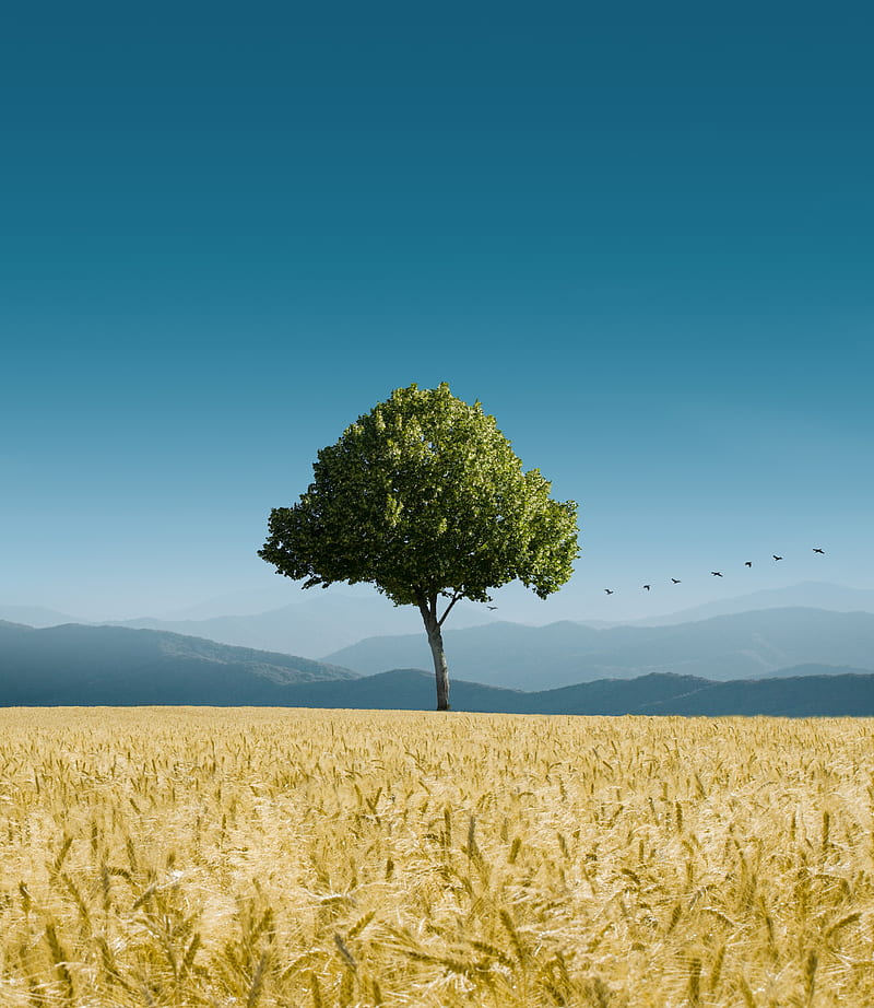 tree, ears of corn, horizon, birds, sky, HD phone wallpaper