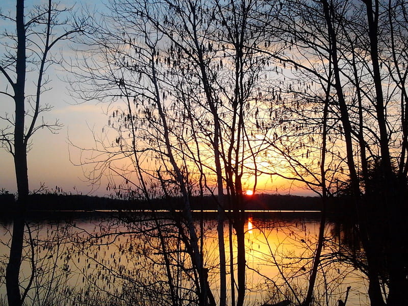 ~~; Golden Black ;~~, Eels Lake, sunset, water, trees, HD wallpaper