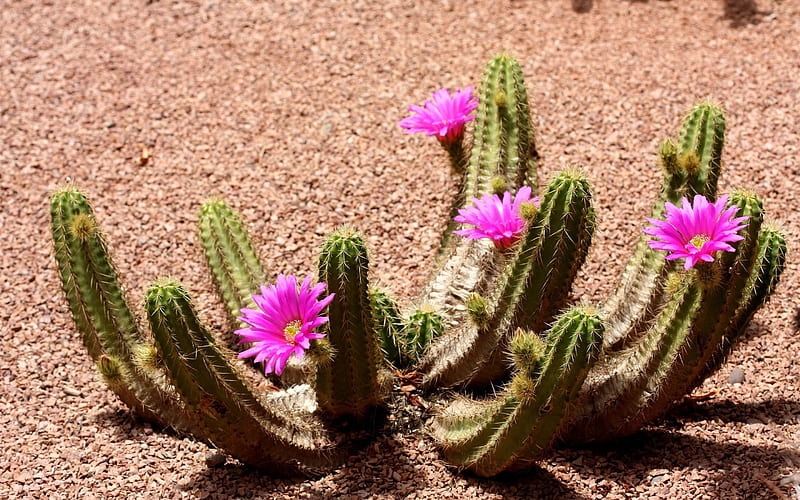 Cactus, flores rosadas, desierto, flores, Fondo de pantalla HD | Peakpx