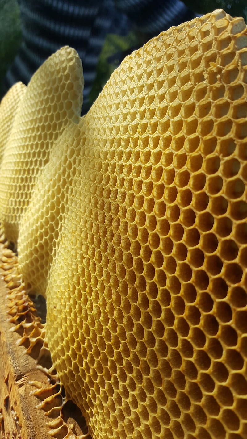 No bees in the hive, nature, HD phone wallpaper