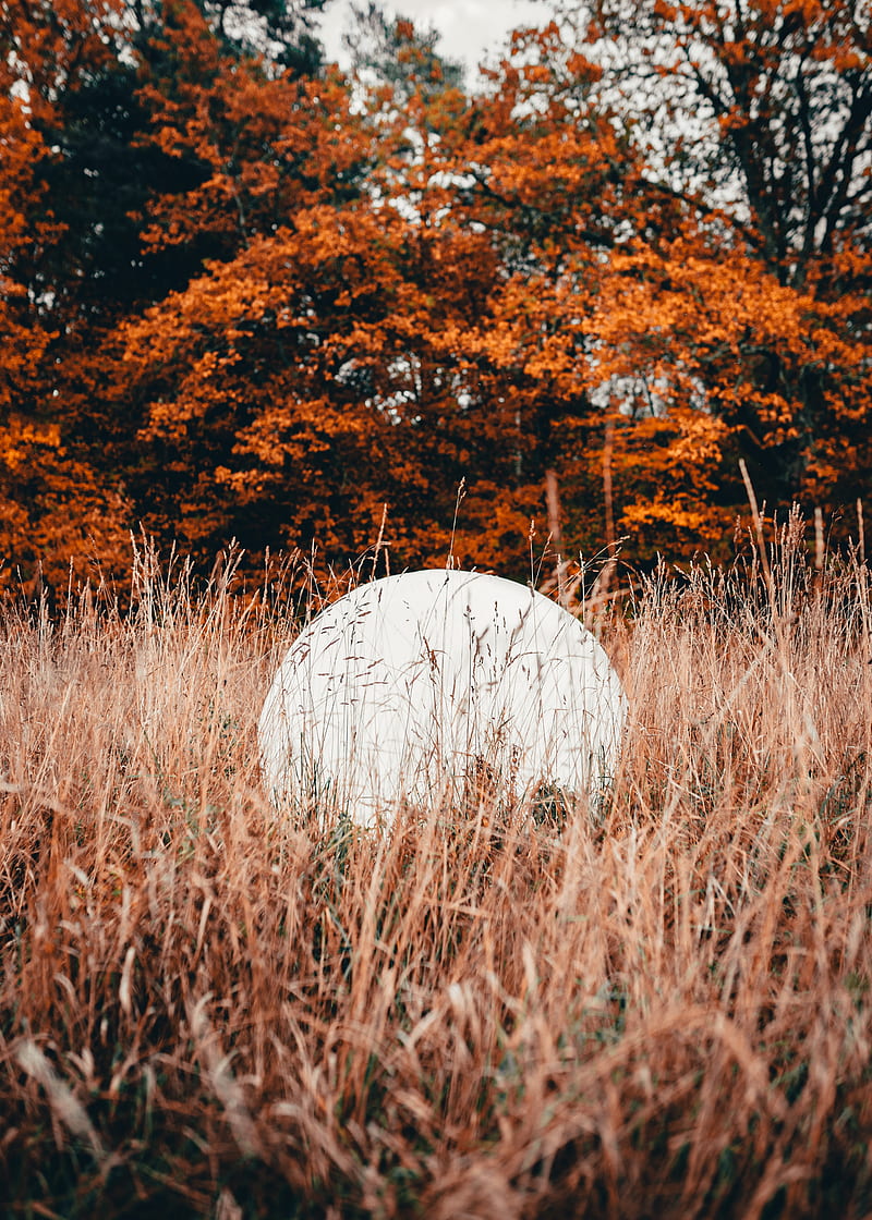 ball, white, grass, trees, nature, HD phone wallpaper