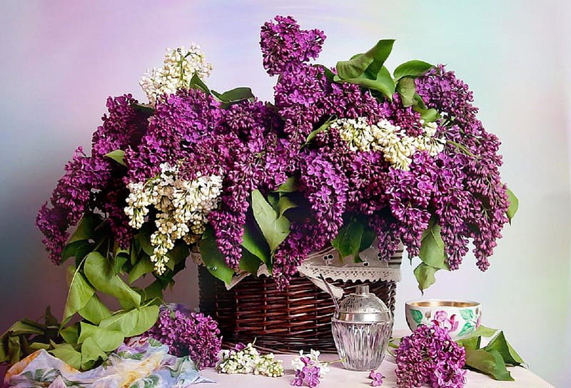 white & purple lilacs for tea time, still life, purple, flowers, white, teatime, lilacs, HD wallpaper