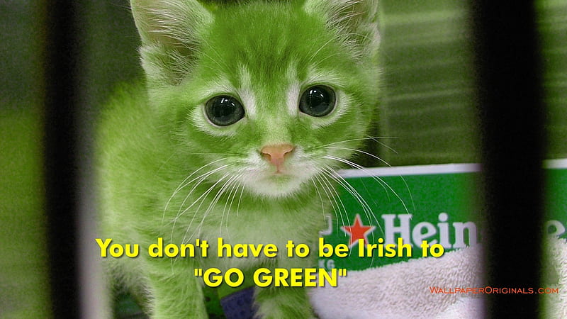 You-dont-have-to-be-Irish-to-GO-GREEN, drink, cat, green, animal, HD wallpaper