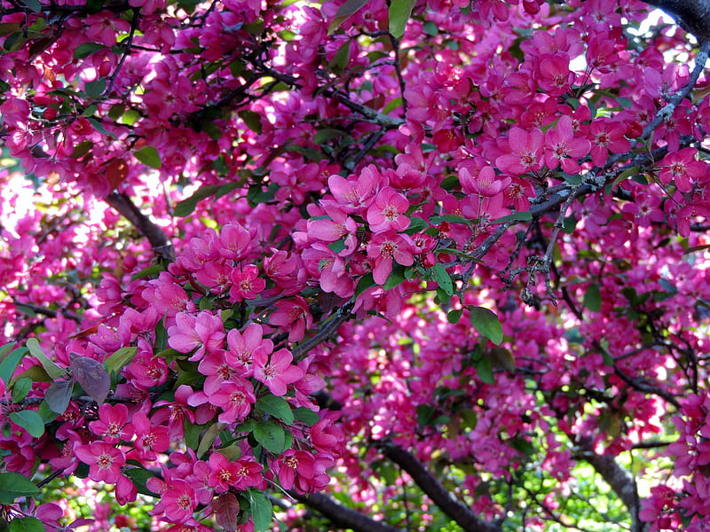 Tree Of Pink, Apple Blossoms, Spring, graphy, Flowers, Nature, HD