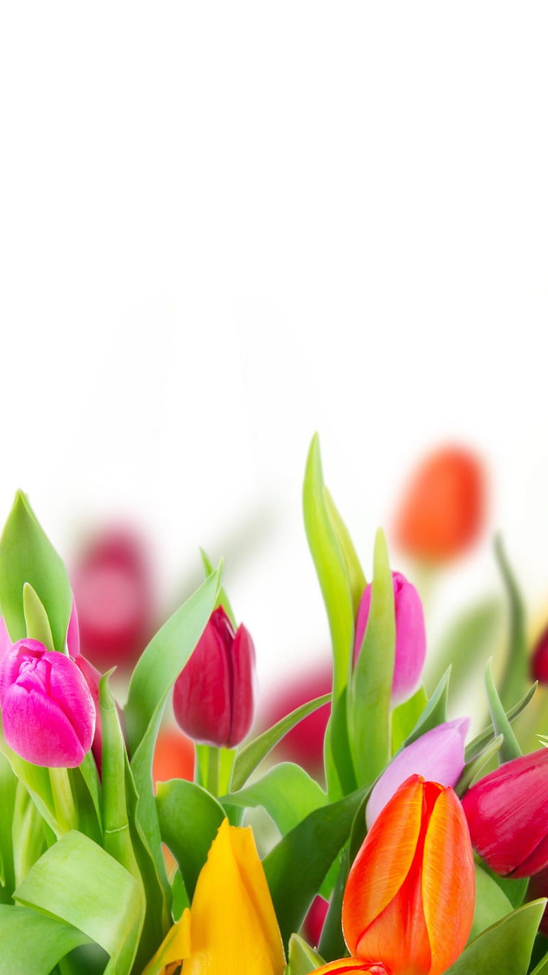 Free Simple Bright Tulip Mobile Wallpaper template