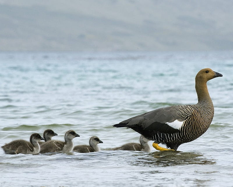 Duck Family, family, duck, birds, animal, sea, HD wallpaper