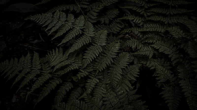 fresh leaves, fern, close-up, pattern, Nature, HD wallpaper