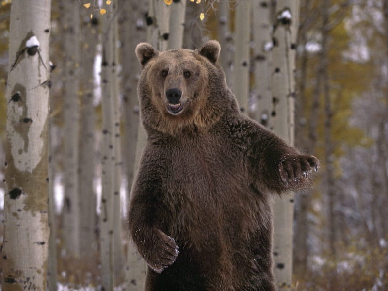 Dancing bear, dancing animal, dancing animals, bear, funny, HD wallpaper |  Peakpx