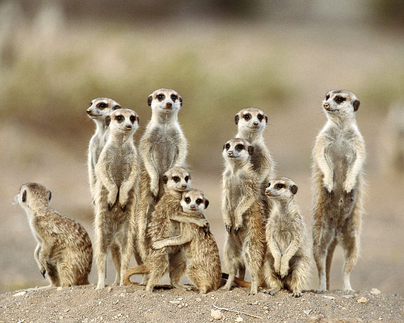 Meerkat team, standing, meerkat, animal, africa, HD wallpaper