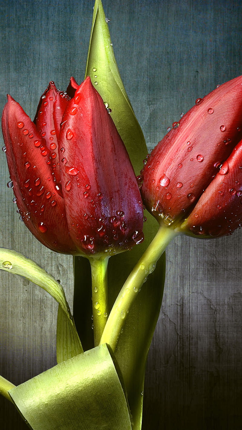 red tulip, 3d, drops, flower, leaves, nature, tulip, water, HD phone wallpaper